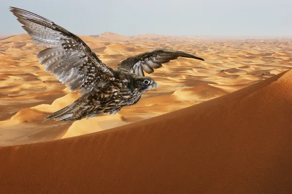 Falcon soaring over sand dunes in the Arabian