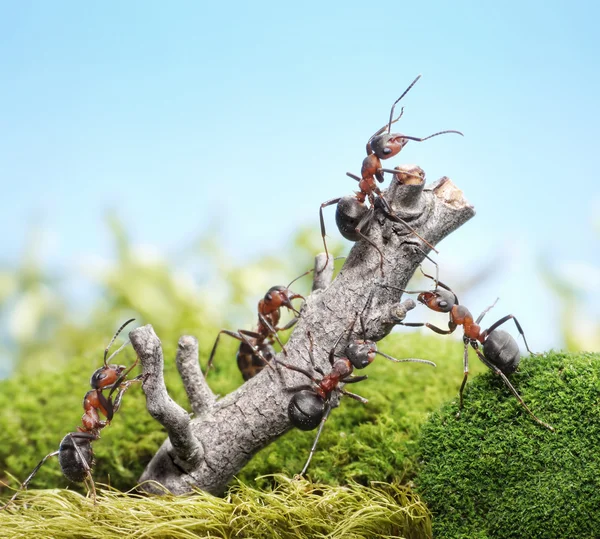 Team of ants and weathered tree, teamwork concept