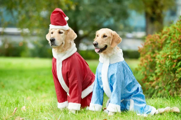 Two golden retrievers dogs in new year clothing