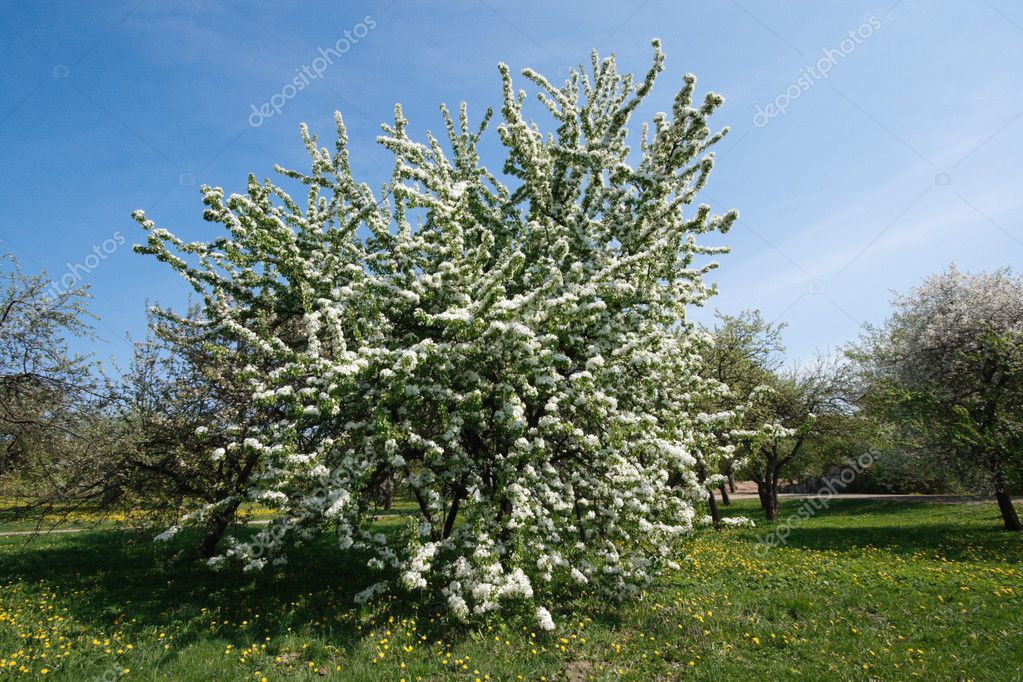 Apple Tree Spring