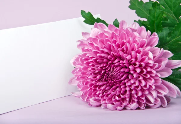 One purple chrysanthemum and postcard