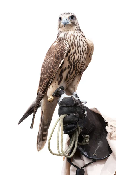 A falcon on handlers hand