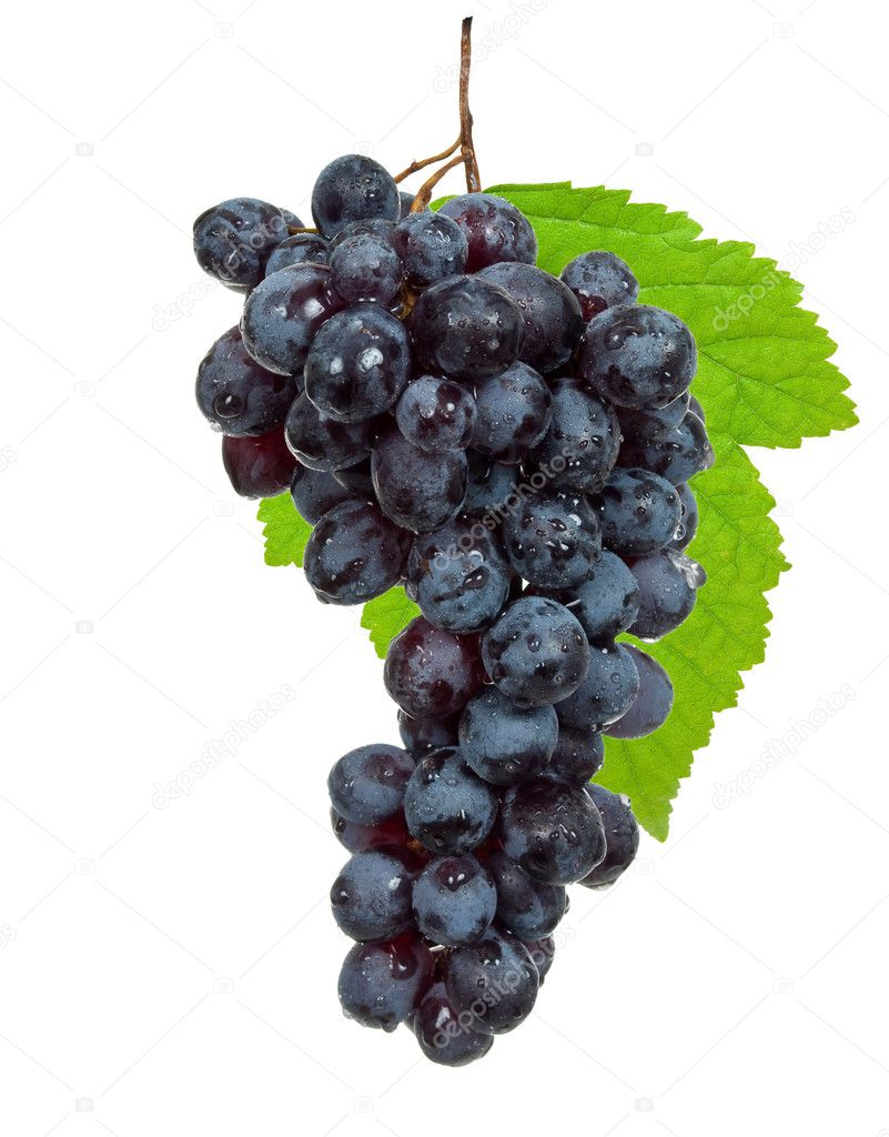 Black Grapes Photo