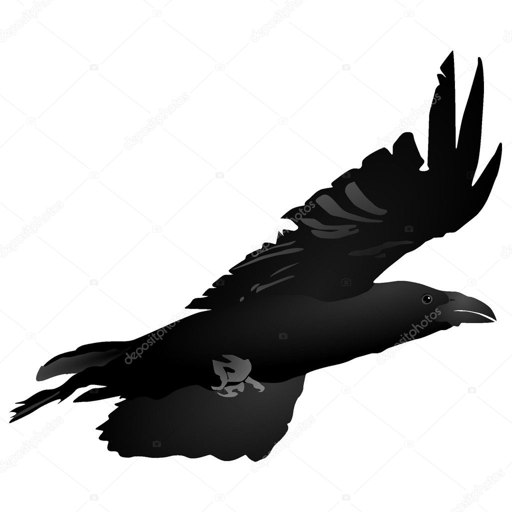 Crow Flying