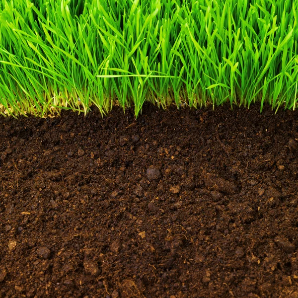Healthy grass and soil