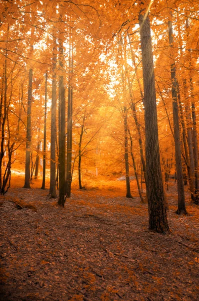 Forest in autumn with light beam