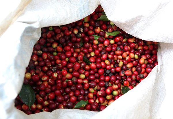 Collected coffee beans