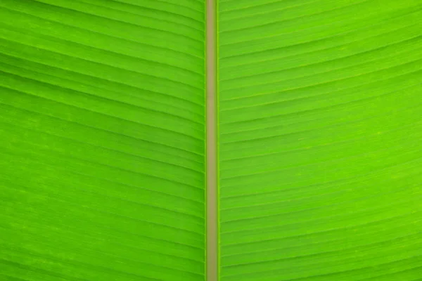 Banana tree leaf.