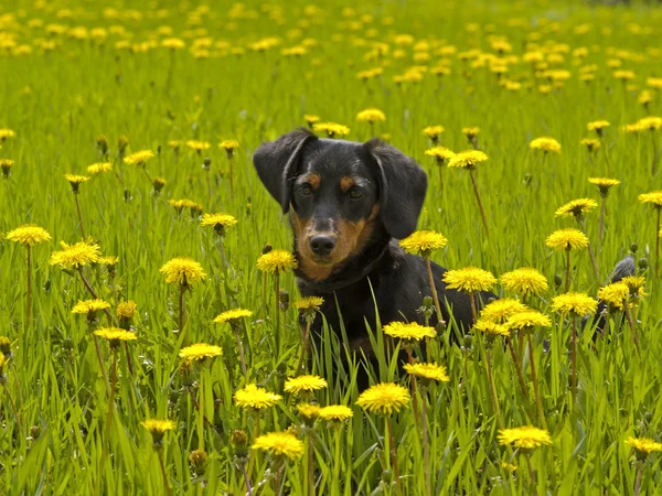 The small dog sits among flowers