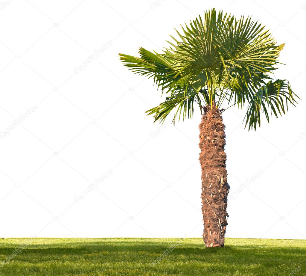 Albums 94+ Pictures is a palm tree a grass Latest