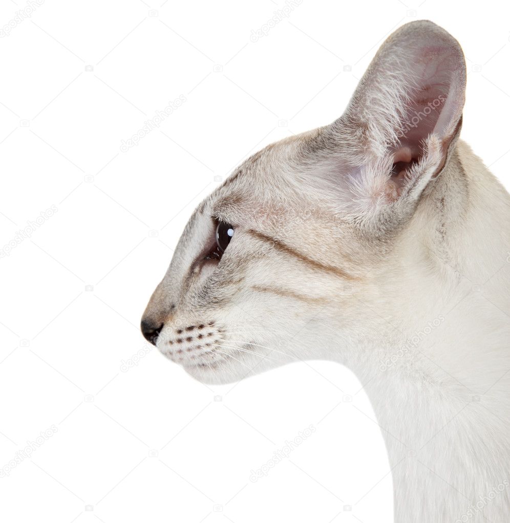 Siamese Cat Profile