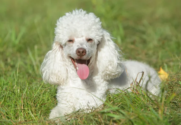 White poodle puppy in grass