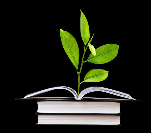 Citrus sapling growing from book