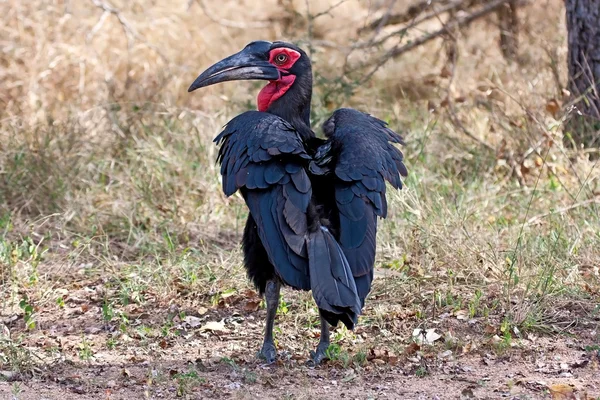 Ground hornbill walking on the ground in shade