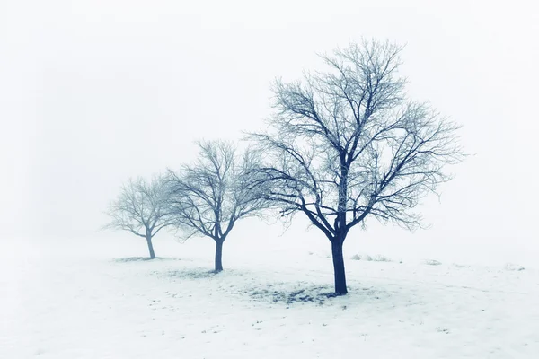 Tree in snow
