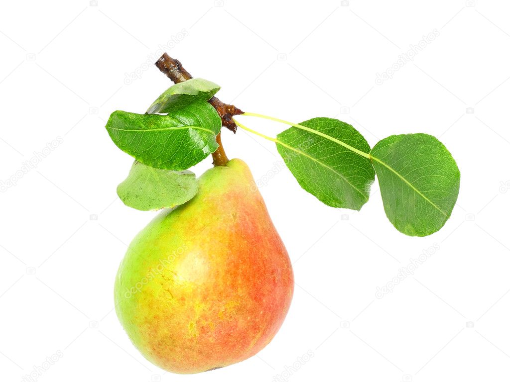 Pear Stem