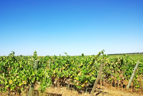 Vineyard in the region of the Alentejo, Portugal.