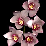 stock-photo-pink-orchid