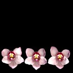 stock-photo-pink-orchid