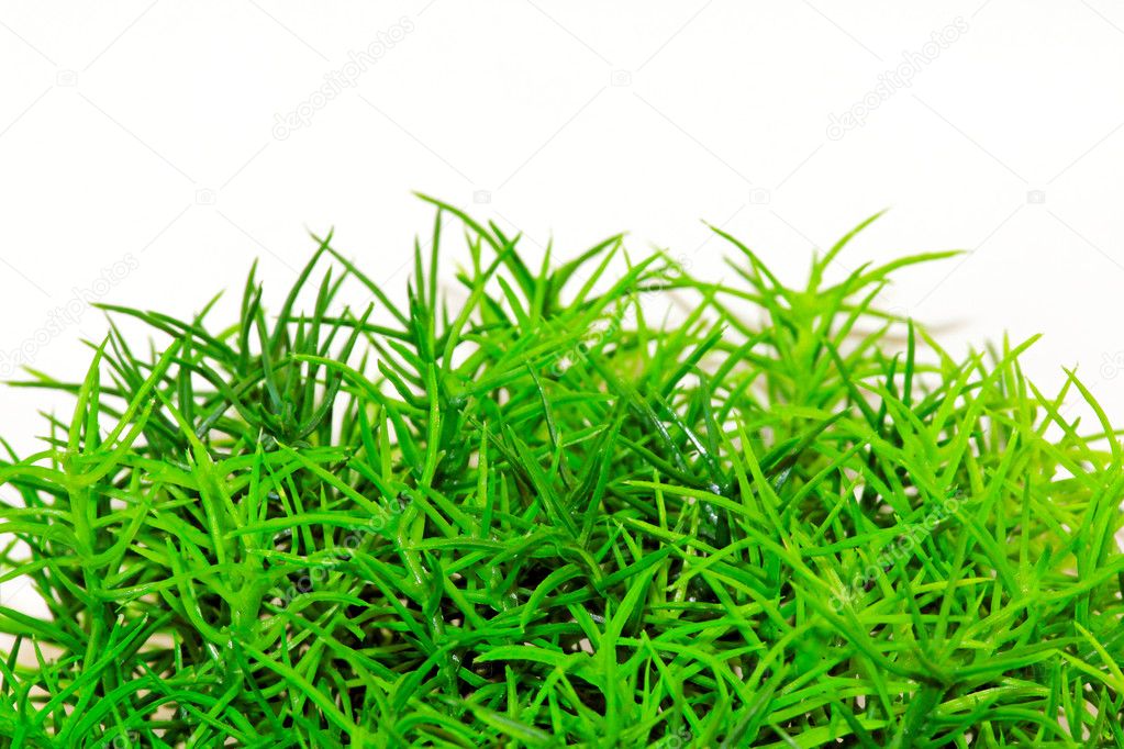 bush grass