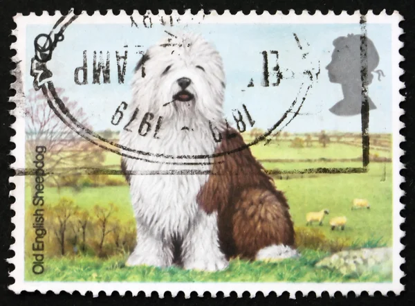 Postage stamp GREAT BRITAIN 1978 Old English sheepdog — Stock Photo #7044716