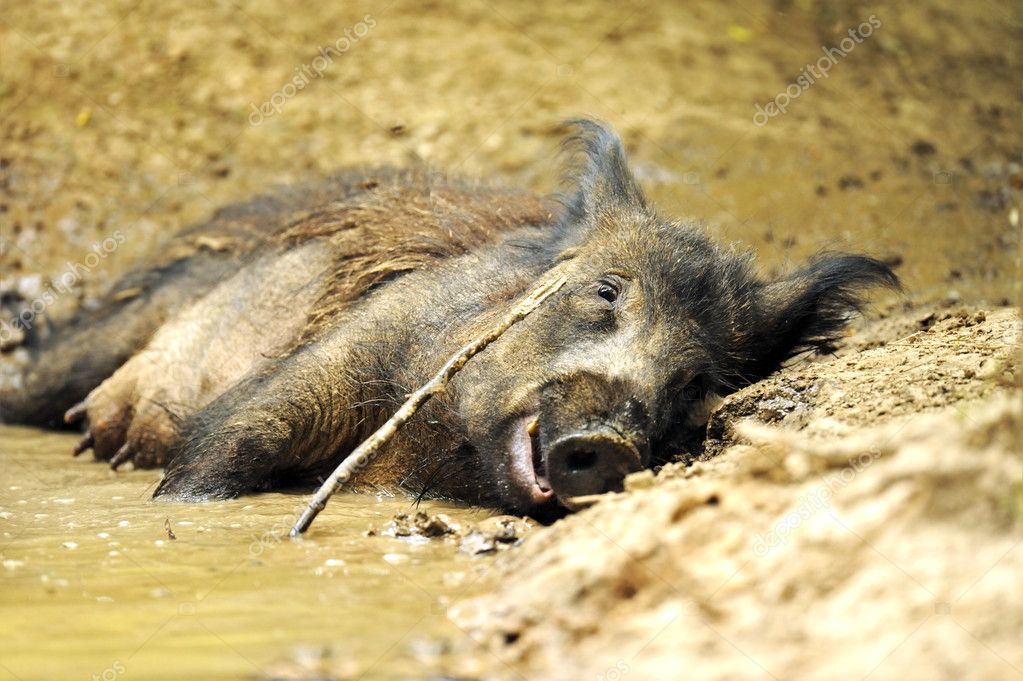 Wild pig in a natural habitat — Stock Photo © kyslynskyy 6830293
