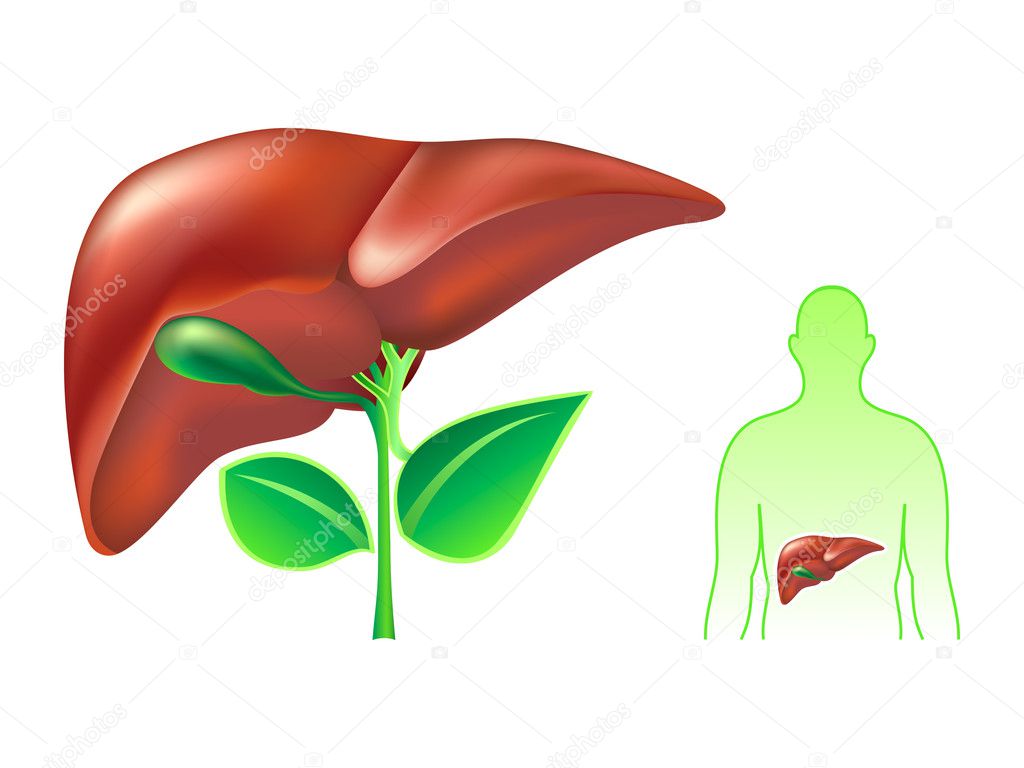 Healthy Liver Images