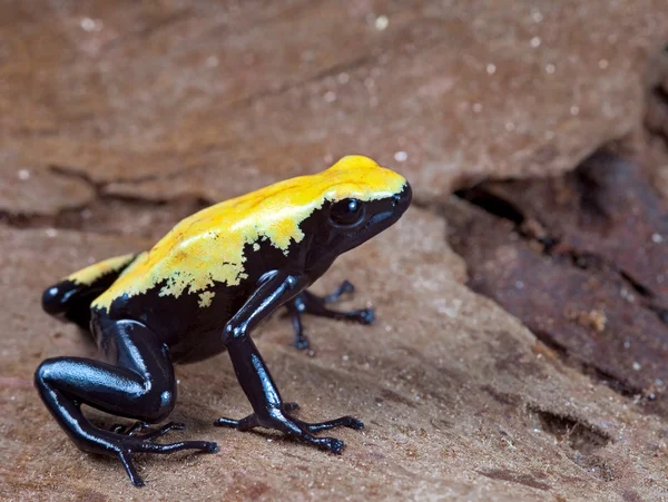 Yellow and black poison dart frog