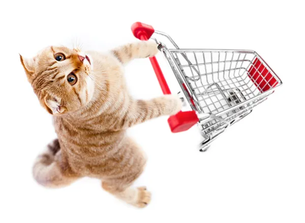 Cat with shopping cart top view isolated on white