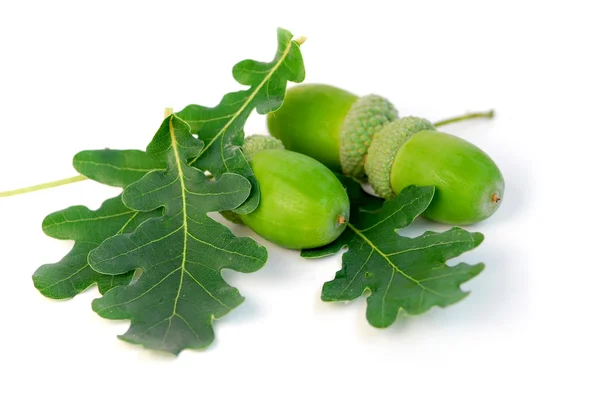 Acorns oak leaves