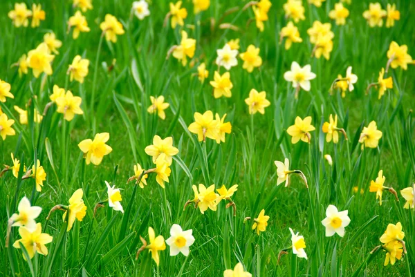 daffodils — Stock Photo #6980391