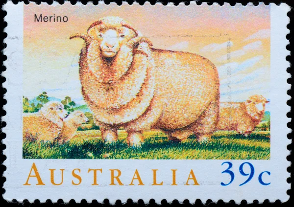 AUSTRALIA stamp shows Merino sheep