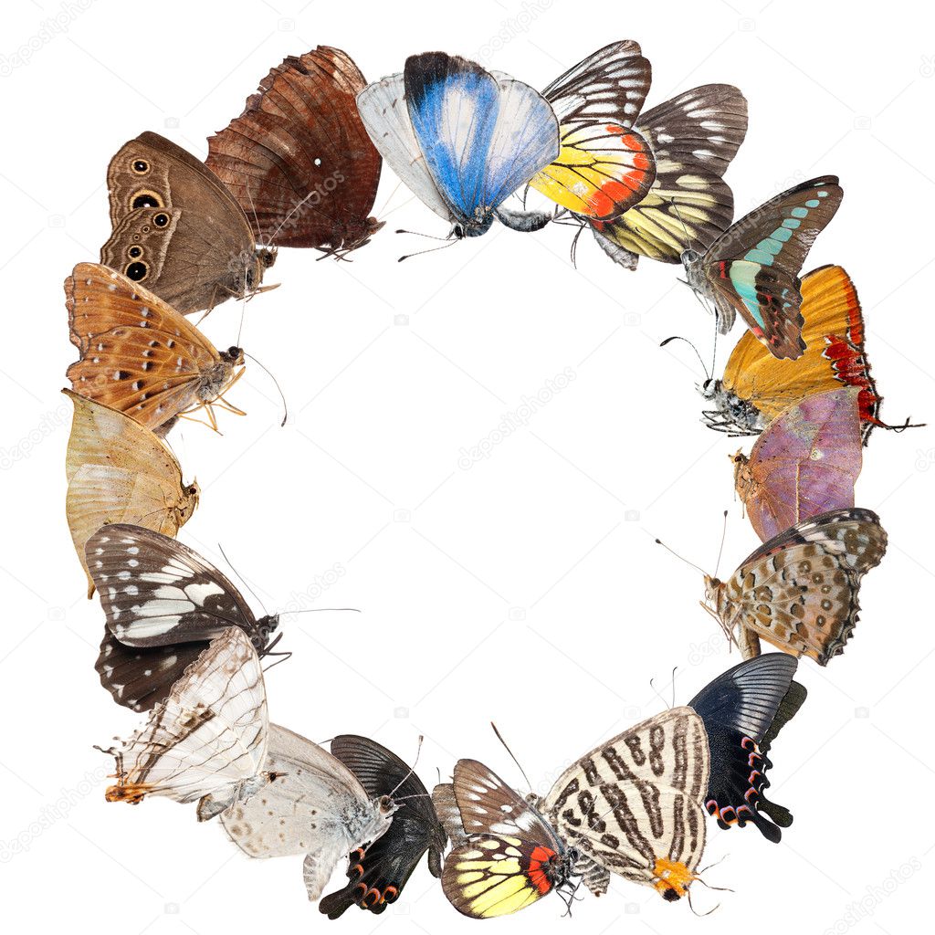 Design Wooden Photo Frames With Flowers And Butterfly Royalty Free ...