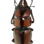 Insect Stag Beetle Bug Stock Photo By Panxunbin 3179332