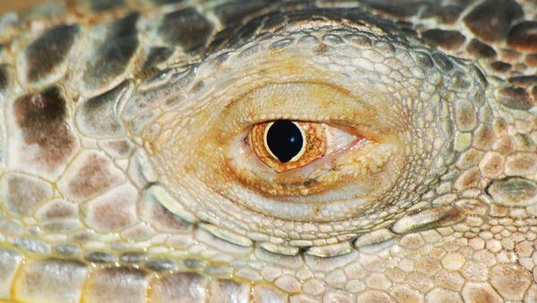 Iguana lizard eye