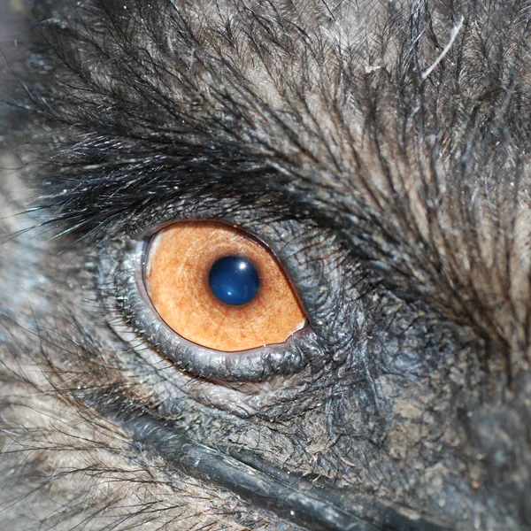 Ostrich bird eye