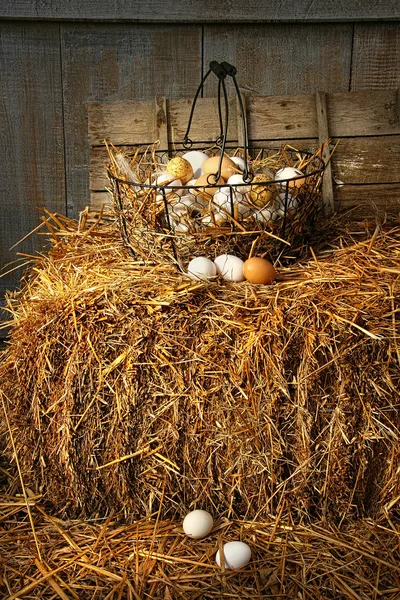 Basket of freshly laid eggs lying on straw