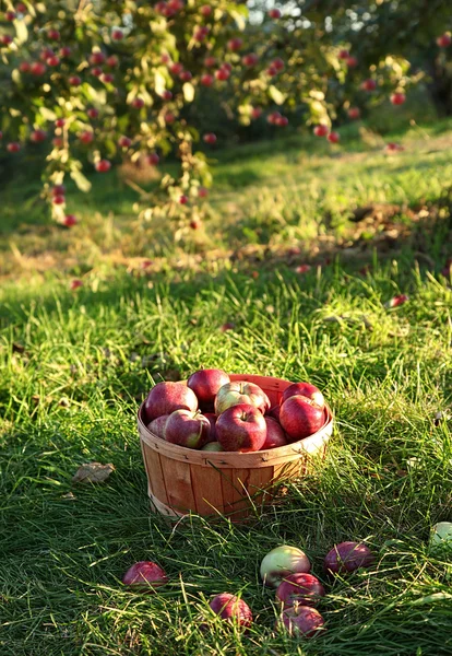 Freshly picked apples in the orchard