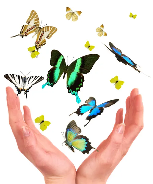 Hands releasing exotic butterflies.