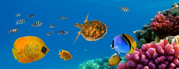 Underwater panorama with turtle, coral reef and fishes