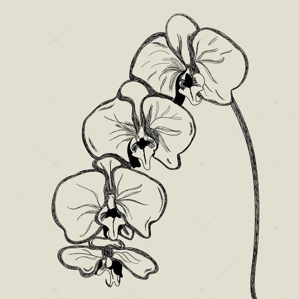 orchids vector