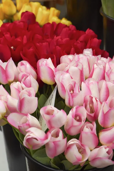 Holland, Amsterdam, Flowers Market, dutch tulips for sale