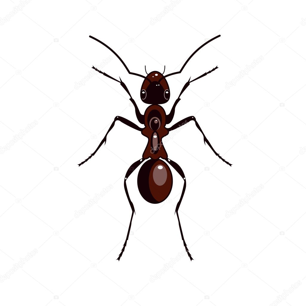 vector ant