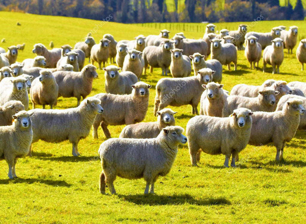 depositphotos_-A-photo-of-a-herd-of-sheep