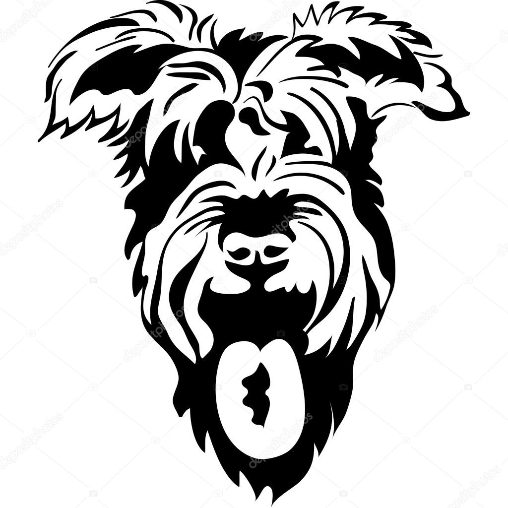 Vector black and white sketch of schnauzer closeup, isolated on white Vector black and white sketch of schnauzer closeup, isolated on white