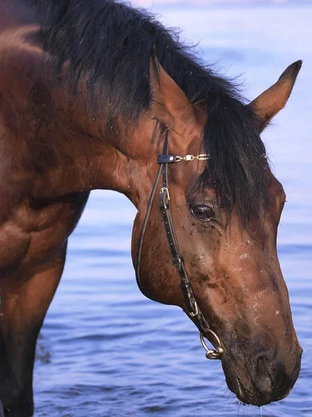 Portrait of bay horse at evening gulf