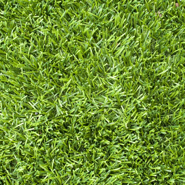 Grass Texture Vector