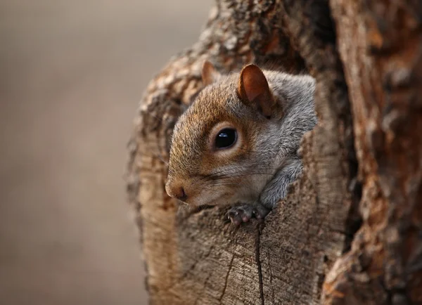 Cute squirrel looks out of her hole.