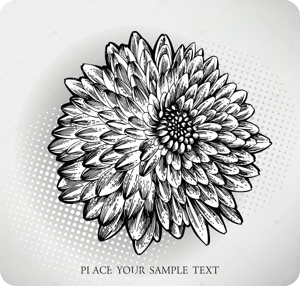 chrysanthemum illustration