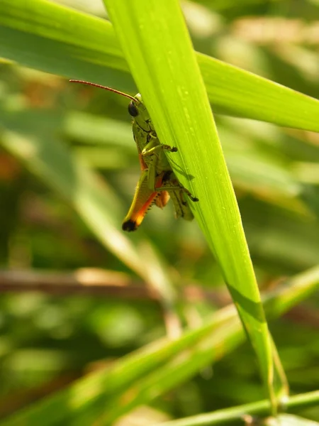 Grasshopper hidding 2